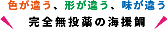 色が違う、形が違う、味が違う。完全無投薬の海援鯛。