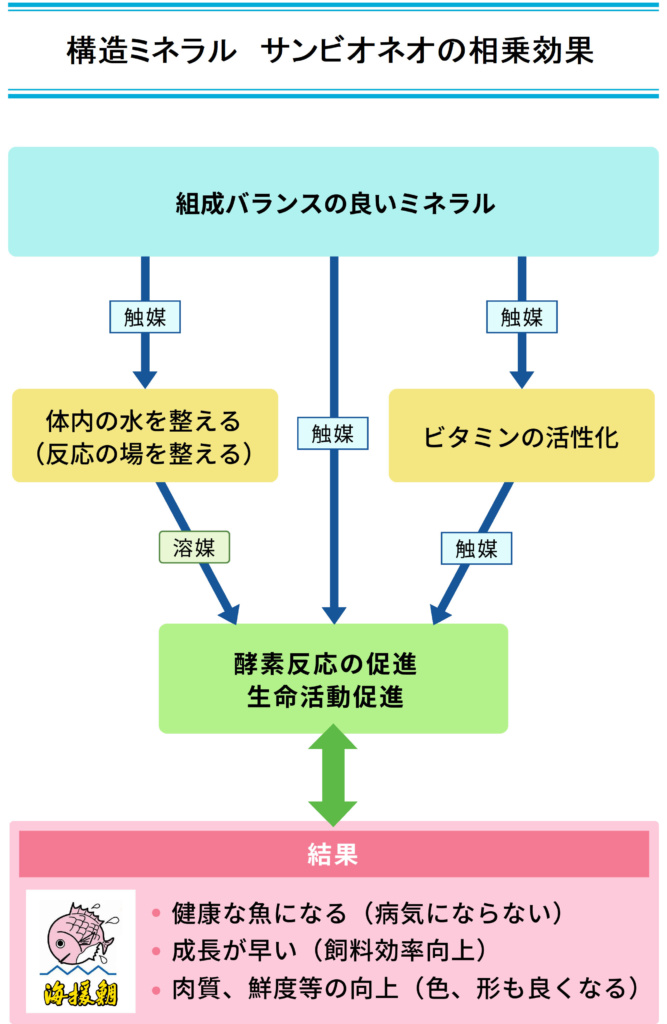 ネオ(構造ミネラル)の相乗効果