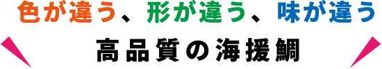 色が違う、形が違う、味が違う。高品質の海援鯛。